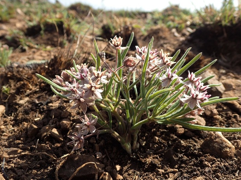 Asclepias velutina