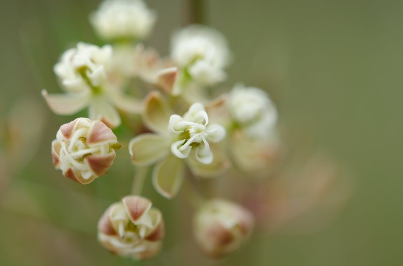 Whorled Milkweed photo 2
