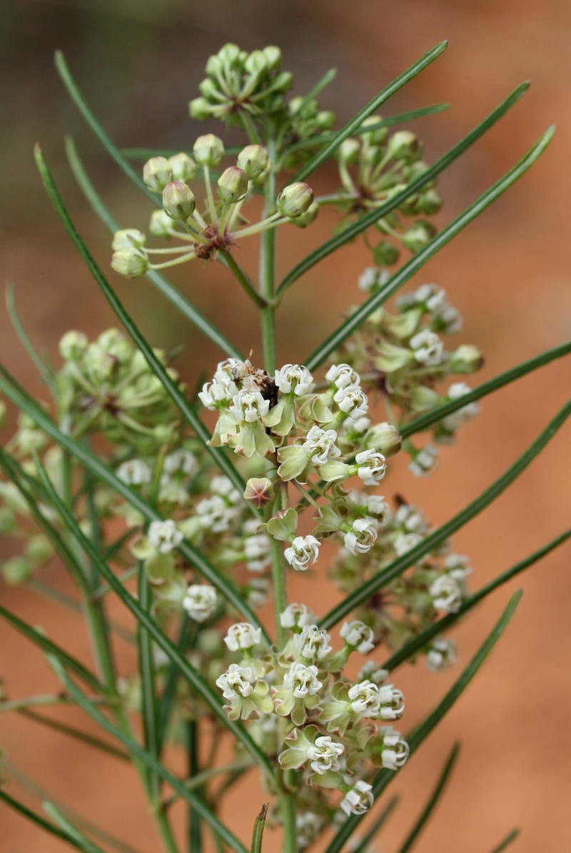 Whorled Milkweed photo 3