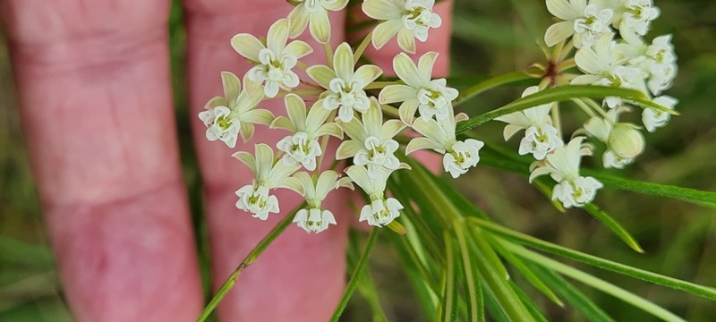 Whorled Milkweed photo 4