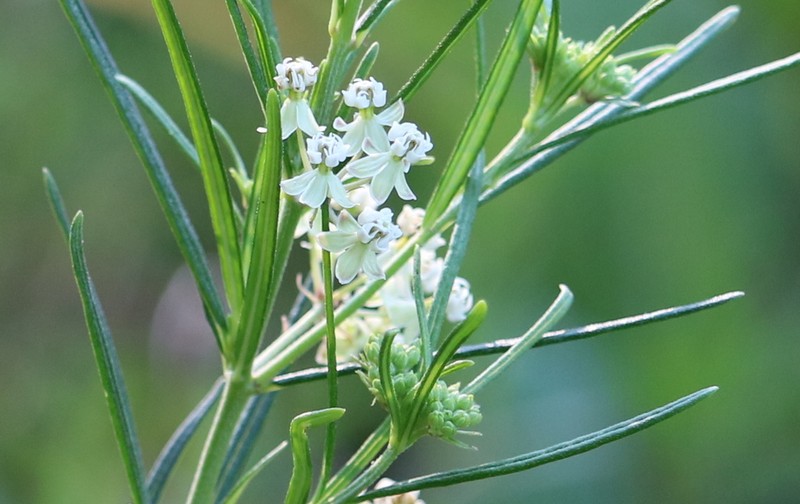Whorled Milkweed photo 5