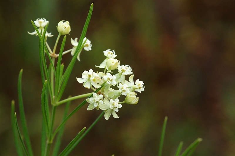 Whorled Milkweed photo 6
