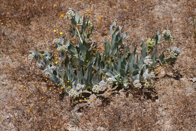 Woolly Milkweed