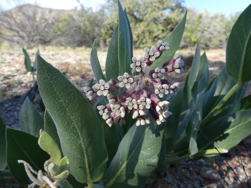 Woolly Milkweed photo 2