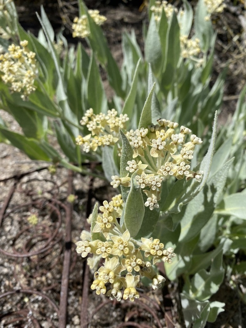 Woolly Milkweed photo 3