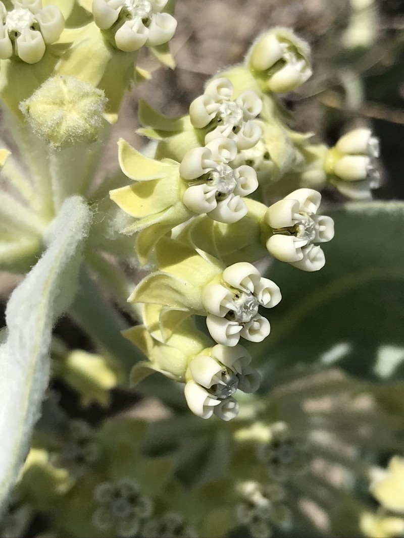 Woolly Milkweed photo 4