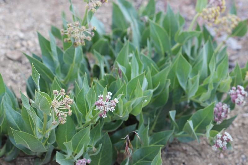 Woolly Milkweed photo 5