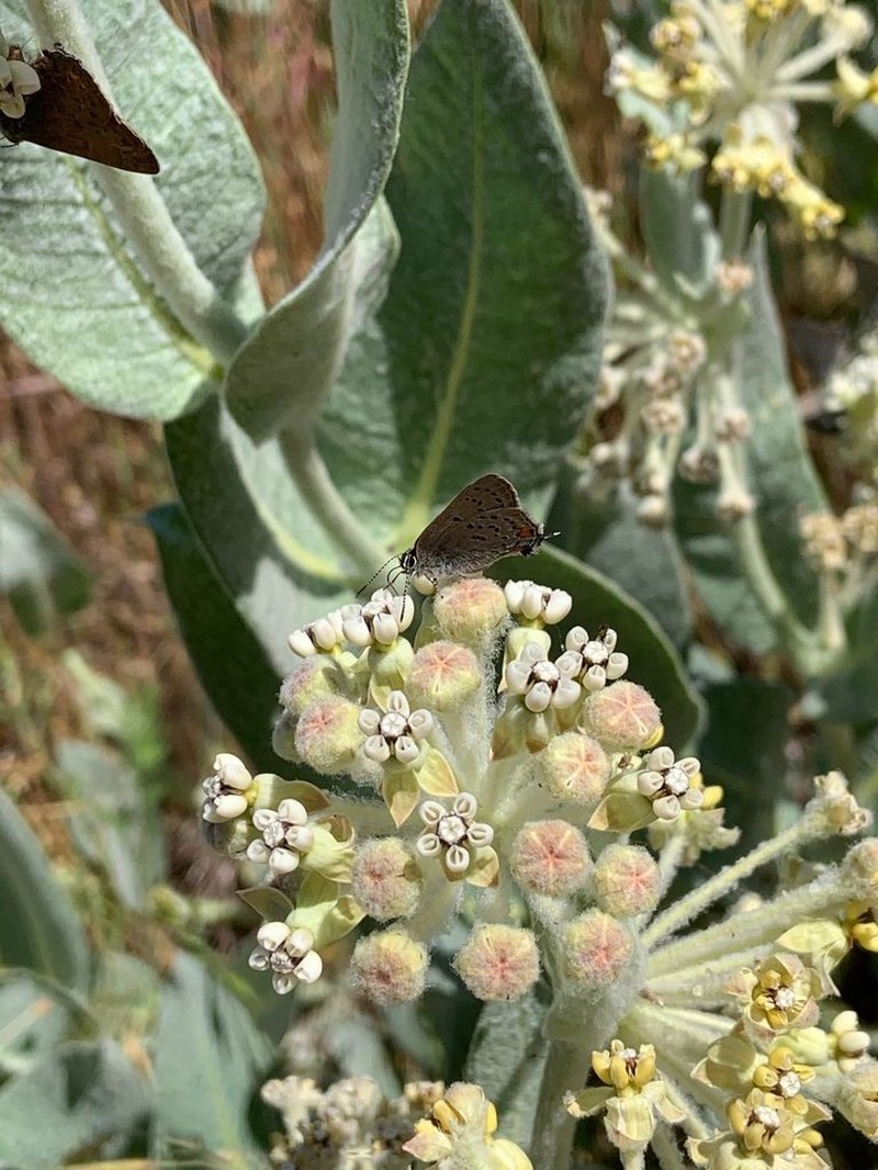 Woolly Milkweed photo 6