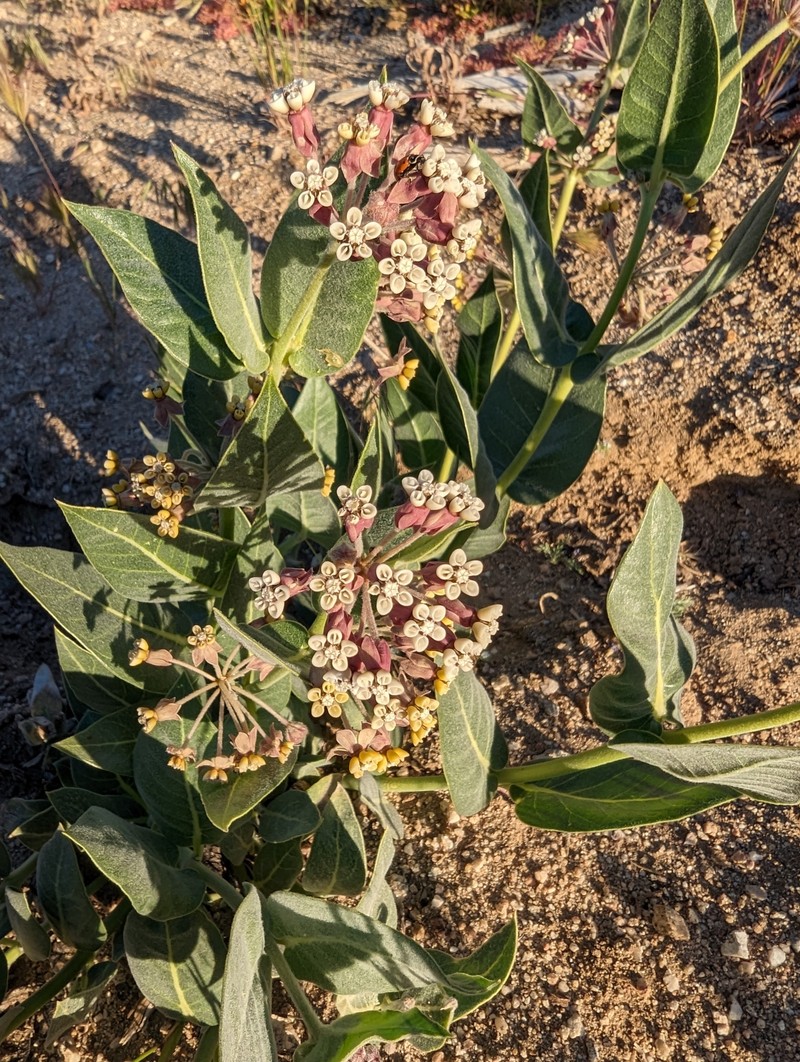 Asclepias vestita subsp. parishii
