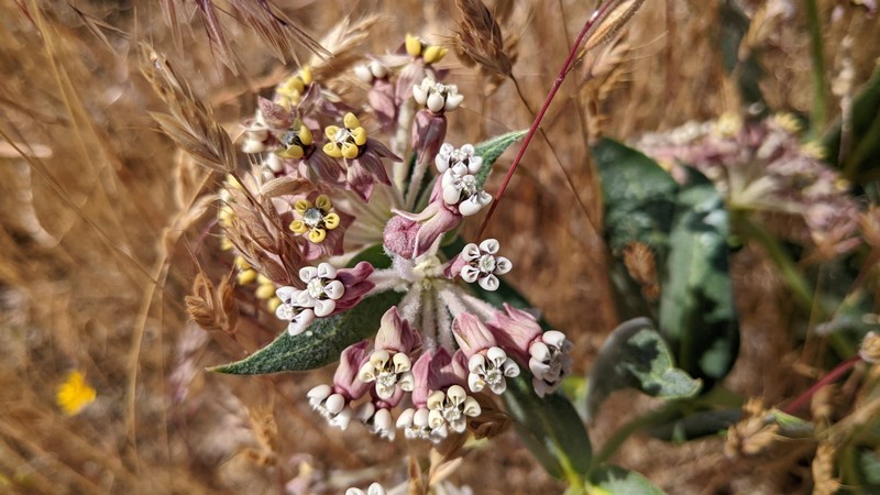 Asclepias vestita subsp. parishii photo 2