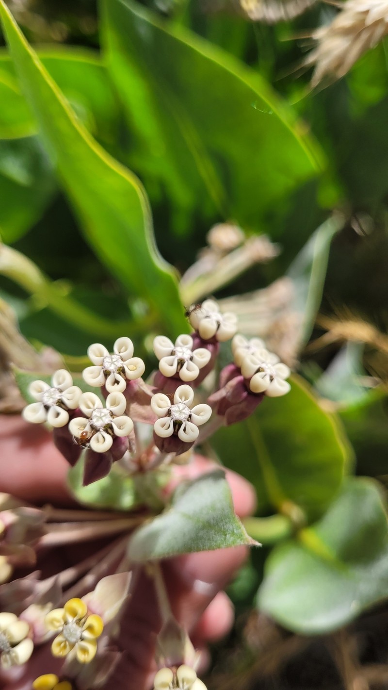 Asclepias vestita subsp. parishii photo 3