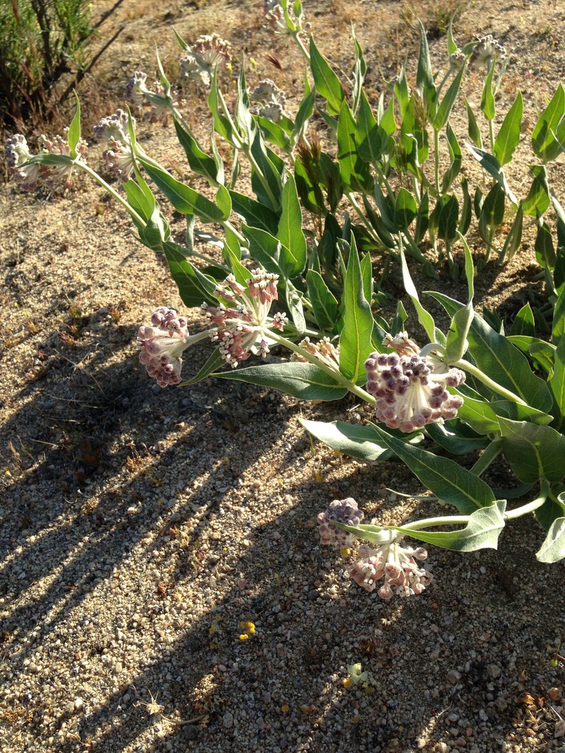 Asclepias vestita subsp. parishii photo 4