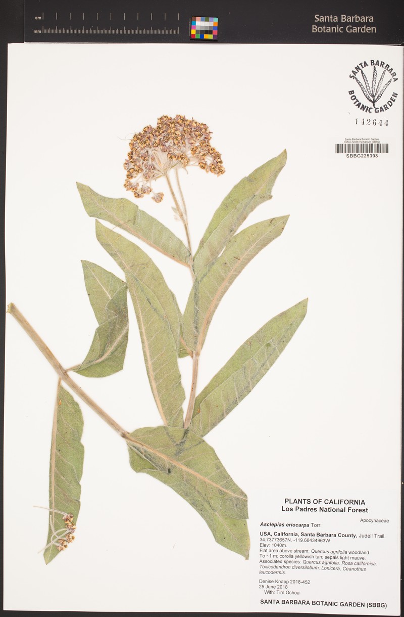 Asclepias vestita subsp. vestita