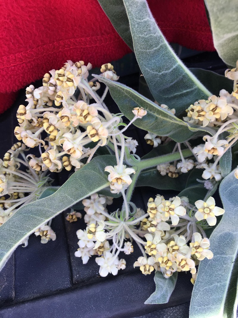 Asclepias vestita subsp. vestita photo 2