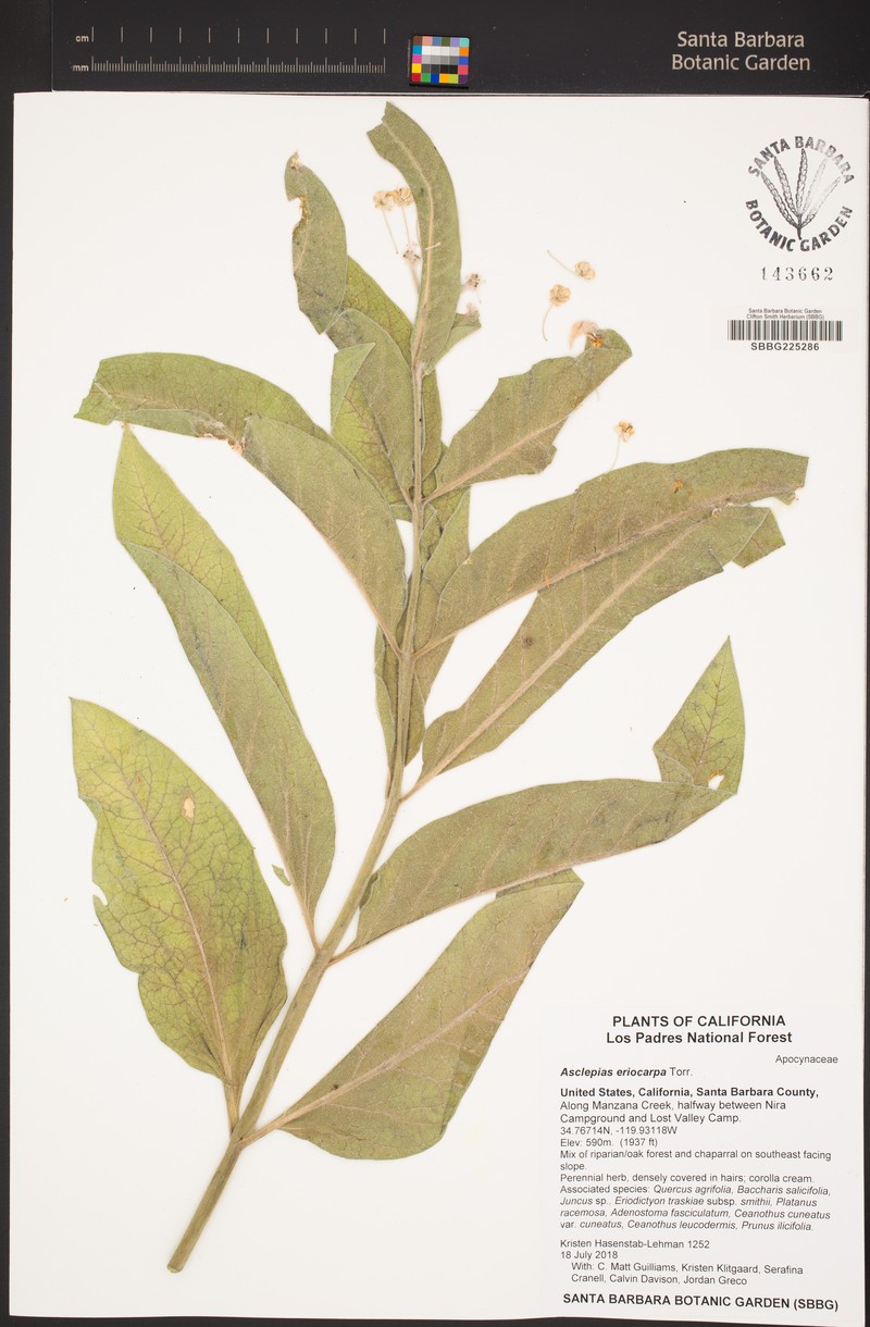 Asclepias vestita subsp. vestita photo 3