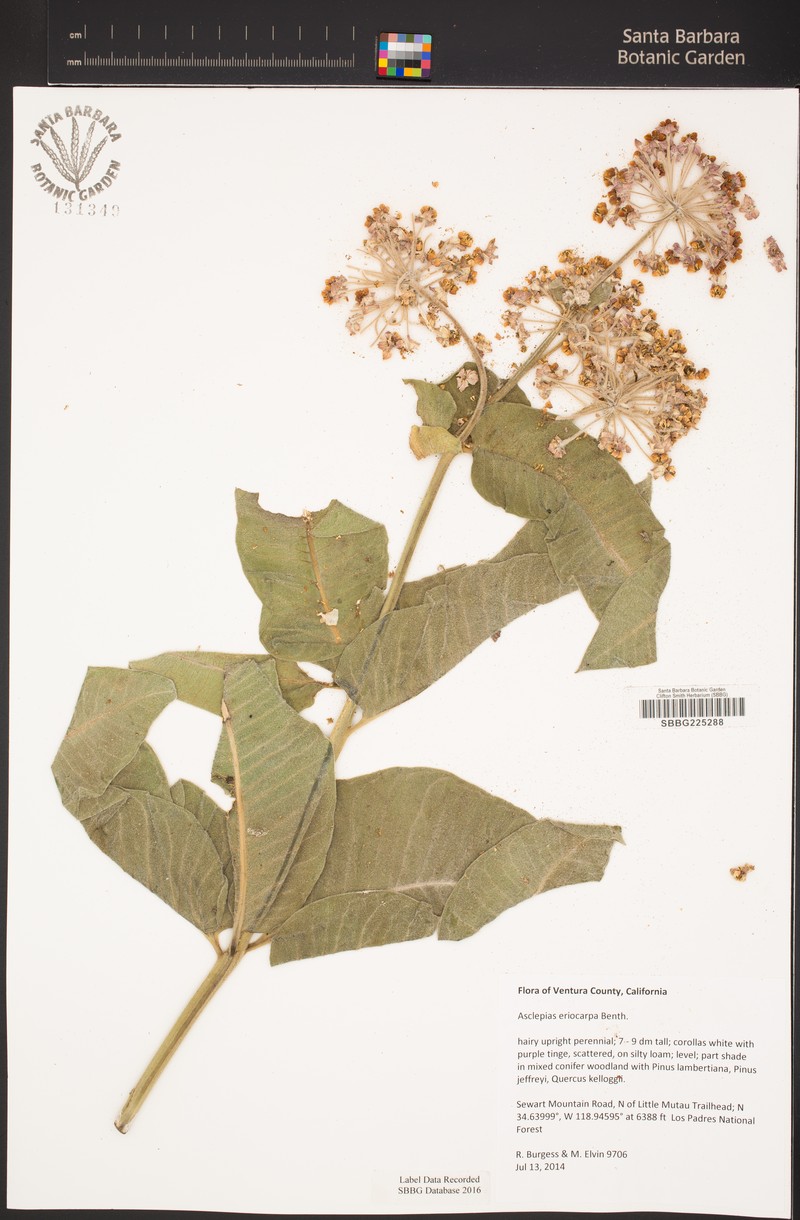 Asclepias vestita subsp. vestita photo 4