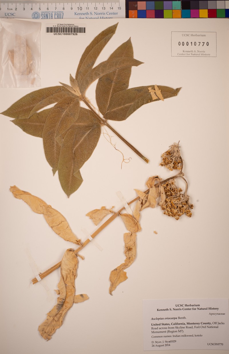 Asclepias vestita subsp. vestita photo 5
