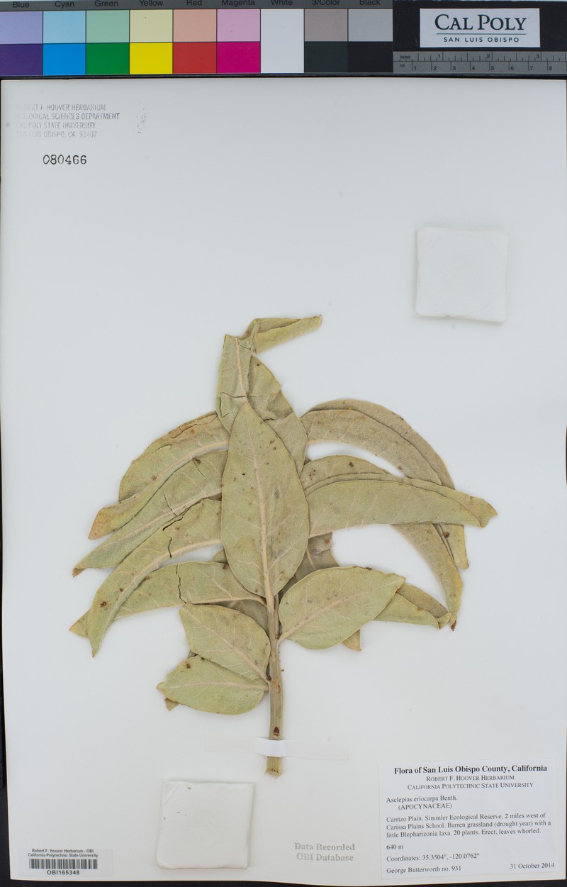 Asclepias vestita subsp. vestita photo 6