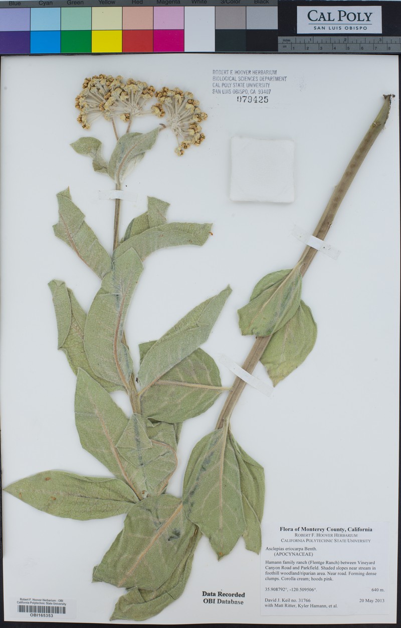 Asclepias vestita subsp. vestita photo 7