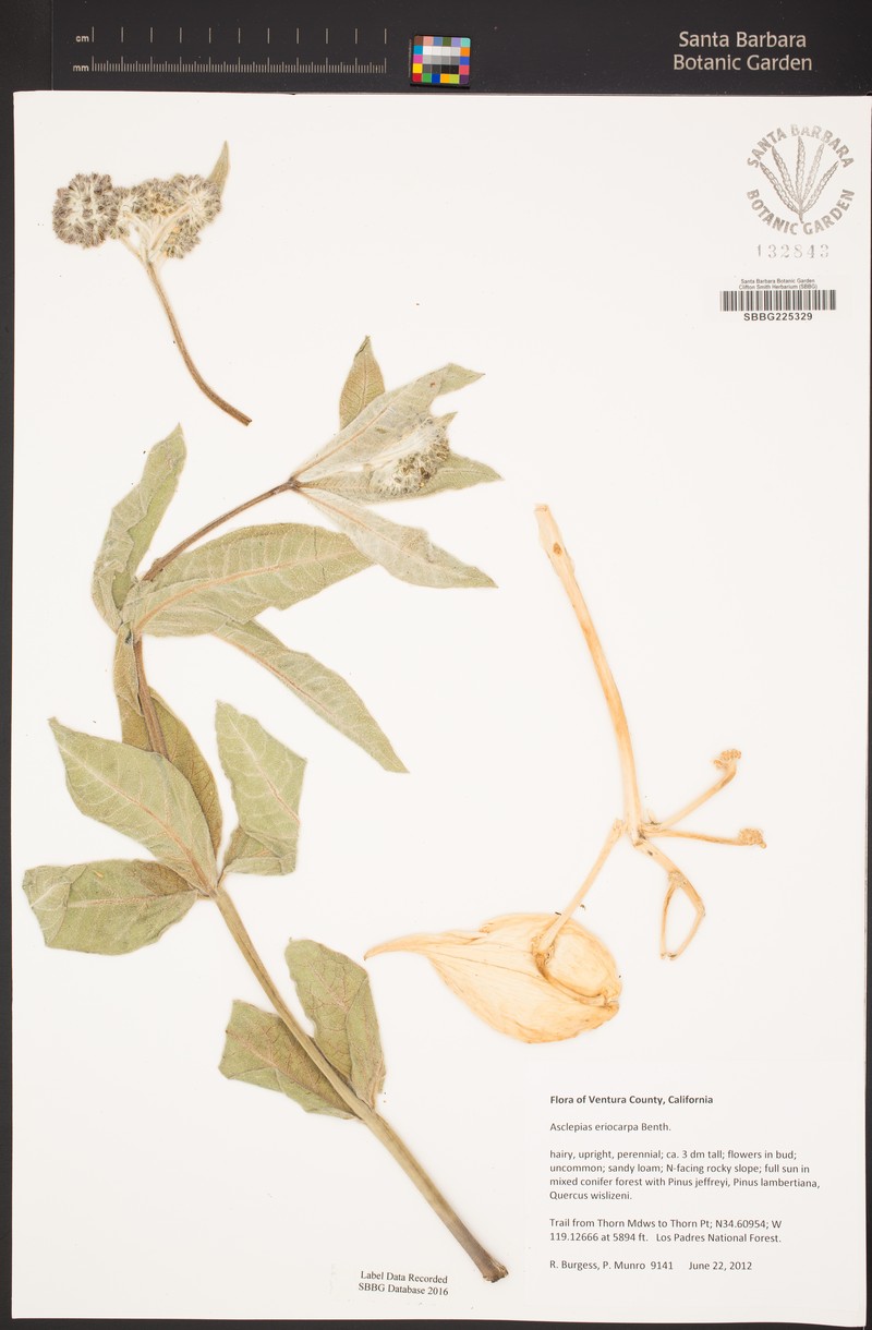 Asclepias vestita subsp. vestita photo 8
