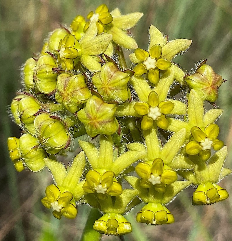 Asclepias vicaria