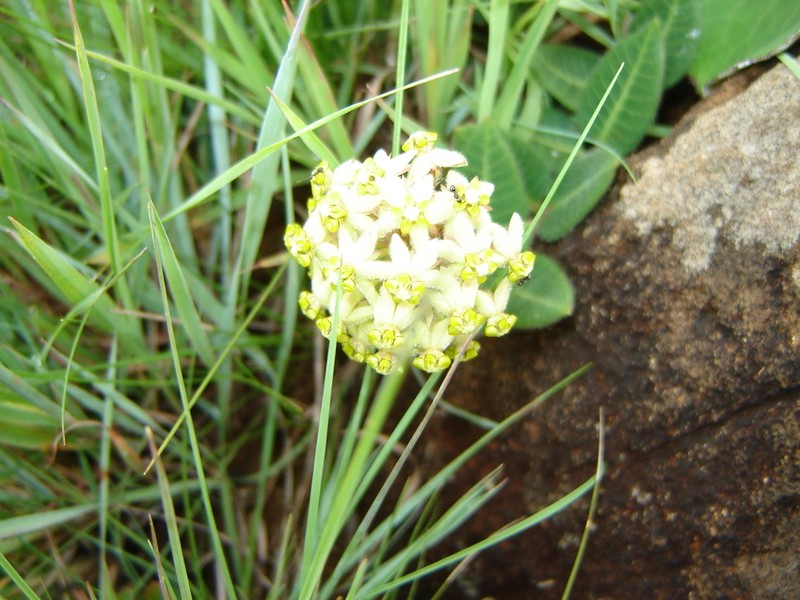 Asclepias vicaria photo 2