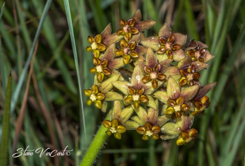 Asclepias vicaria photo 3