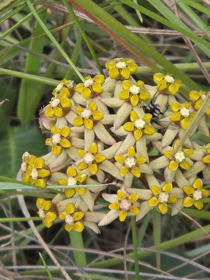 Asclepias vicaria photo 4