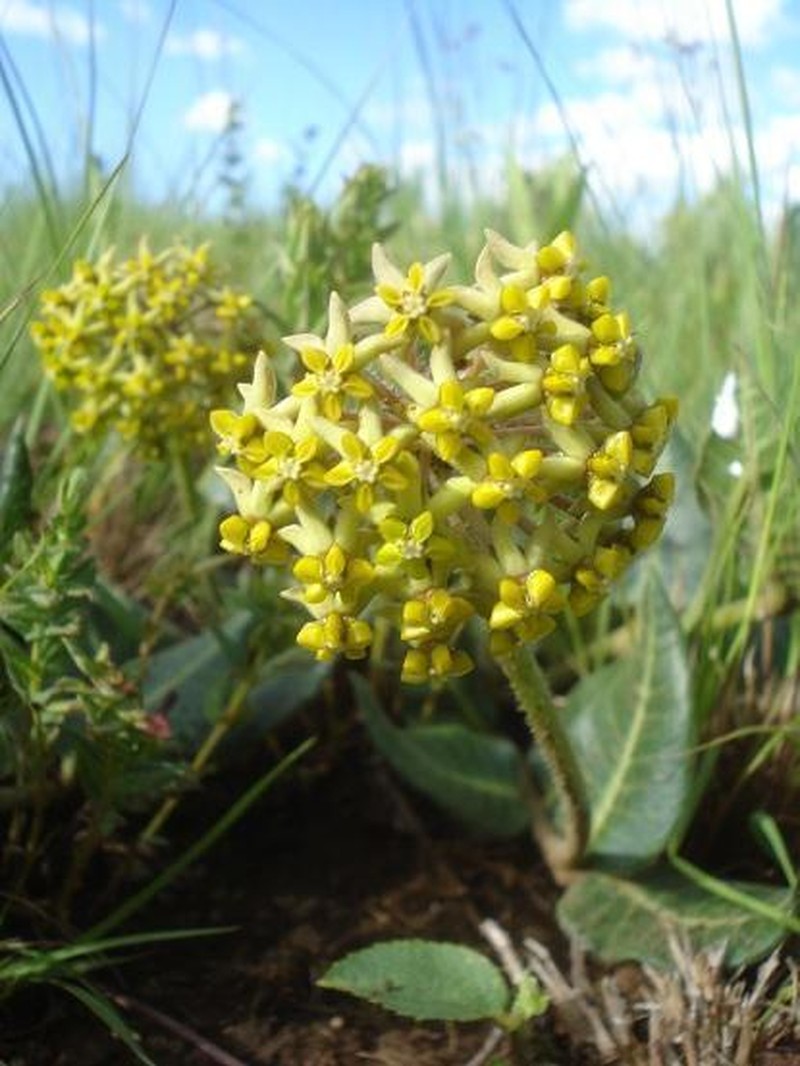 Asclepias vicaria photo 5