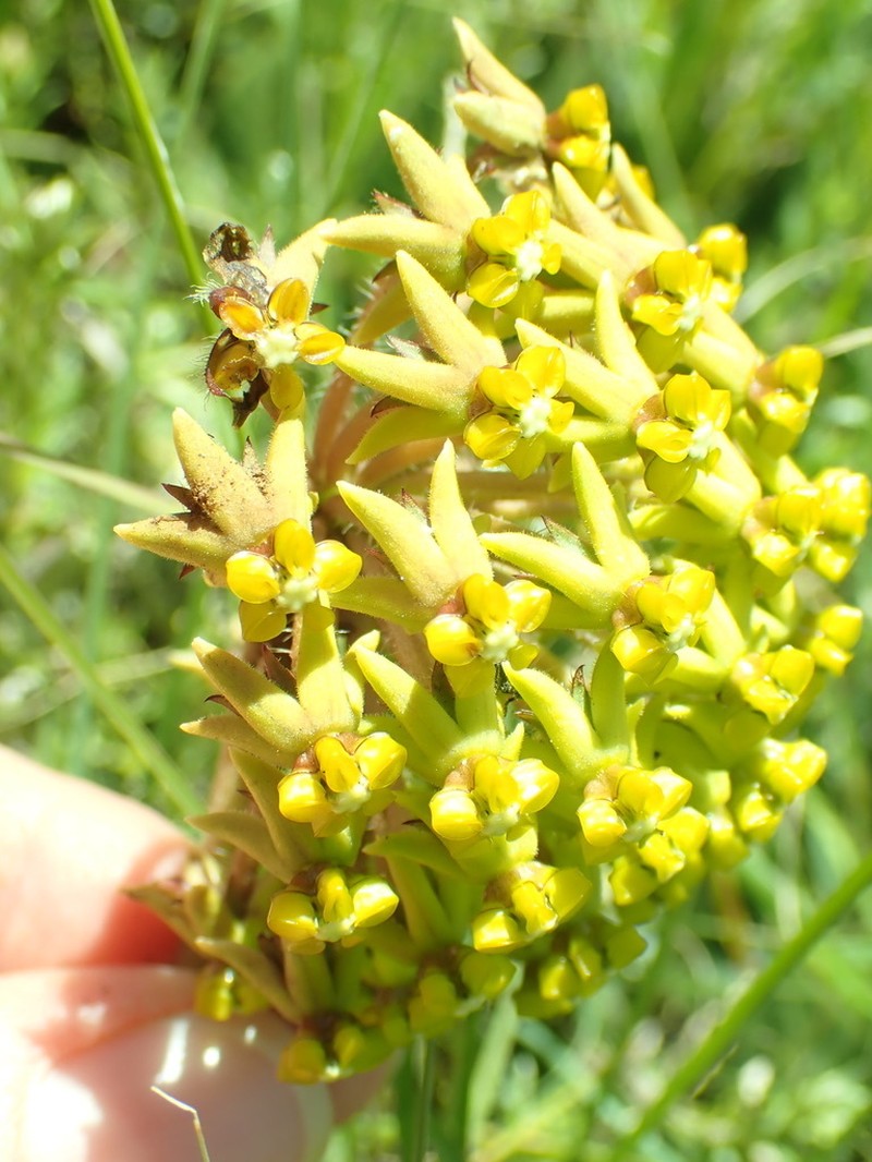 Asclepias vicaria photo 6