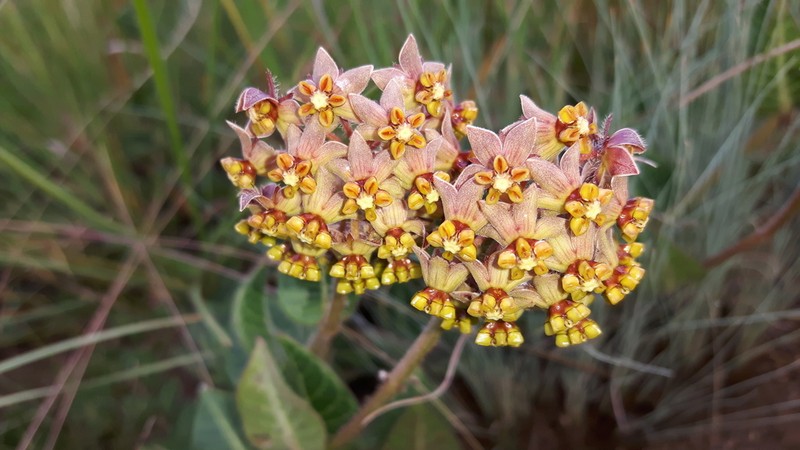 Asclepias vicaria photo 7