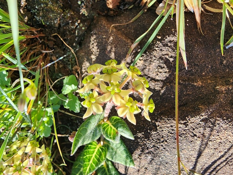 Asclepias vicaria photo 8