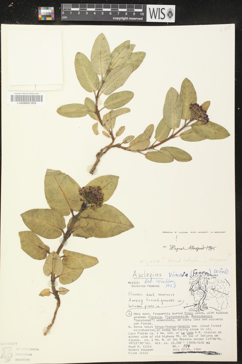 Asclepias vinosa photo 2