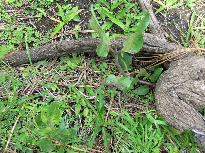 Asclepias vinosa photo 3