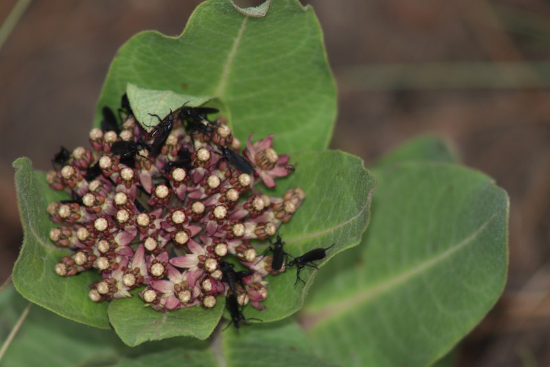 Asclepias vinosa photo 4