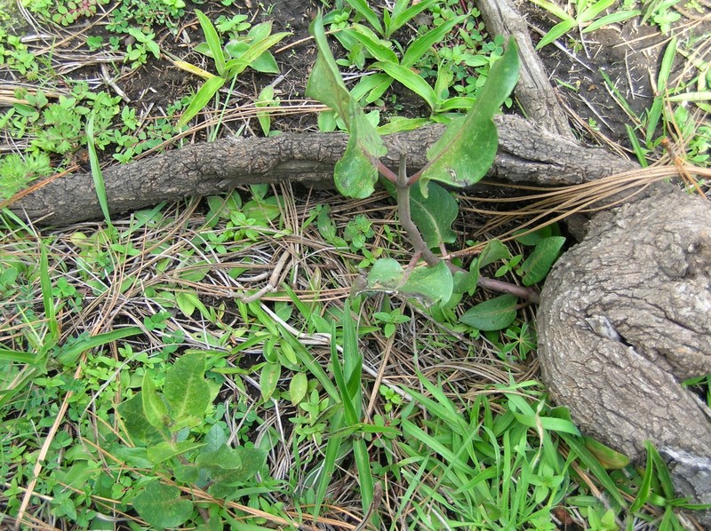 Asclepias vinosa photo 5