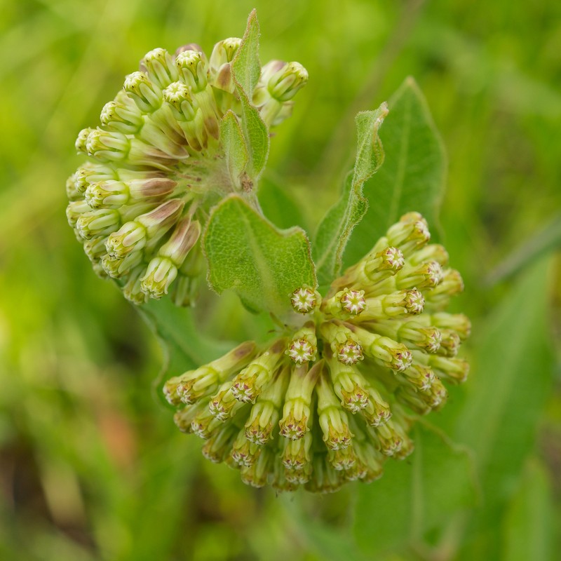 Green Comet Milkweed photo 2
