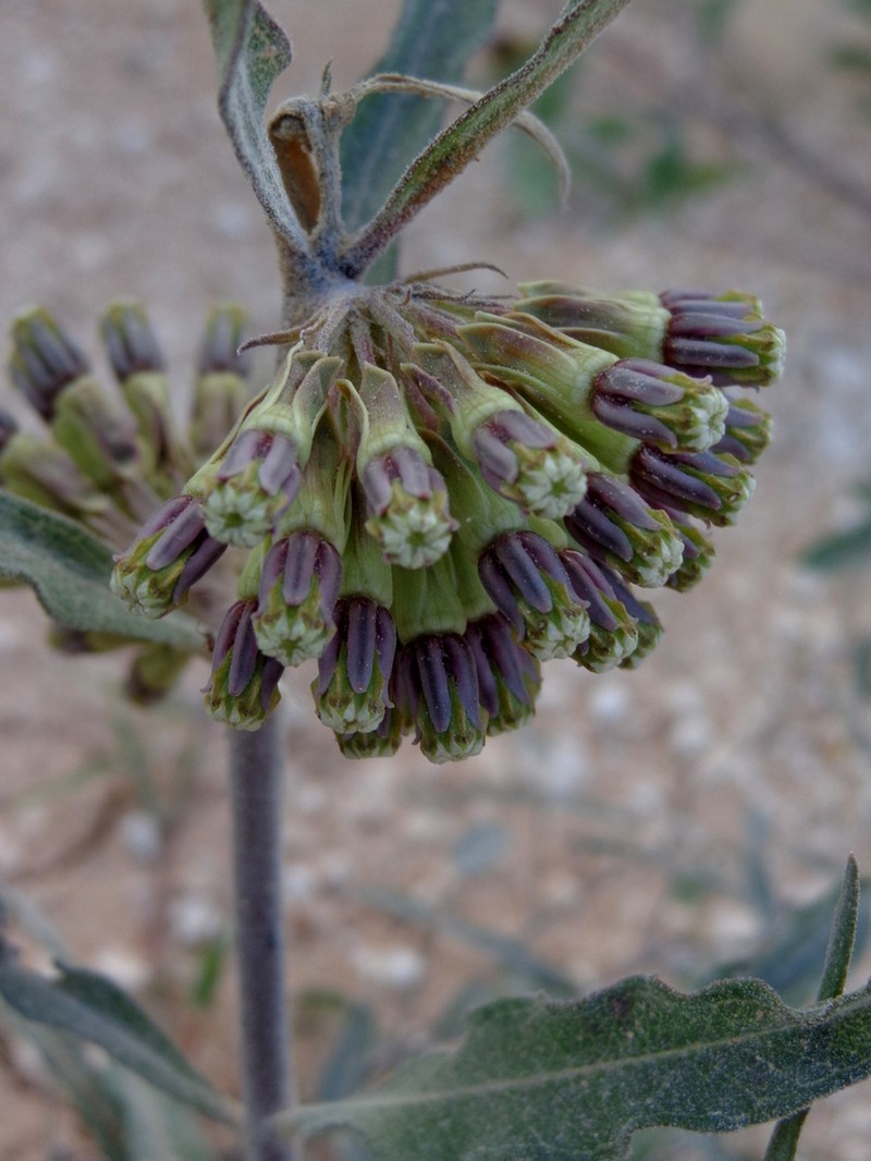 Green Comet Milkweed photo 3