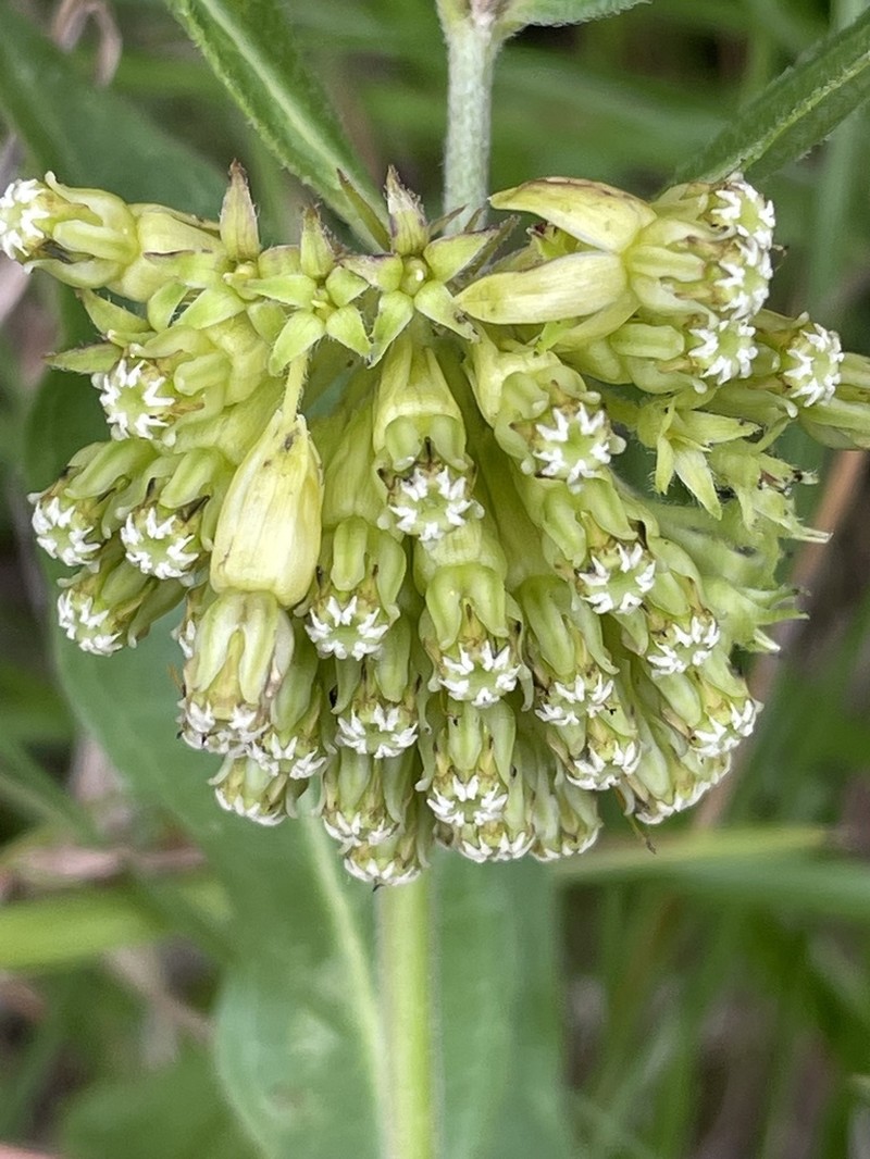 Green Comet Milkweed photo 4