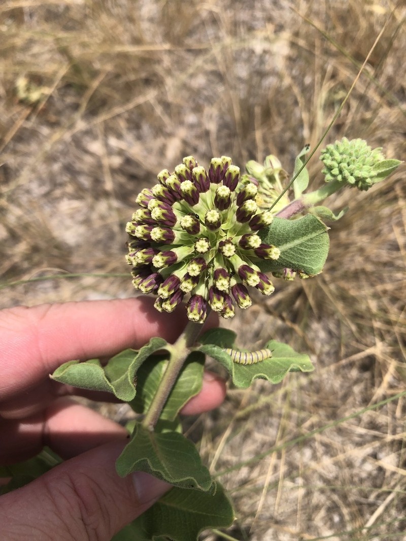 Green Comet Milkweed photo 5