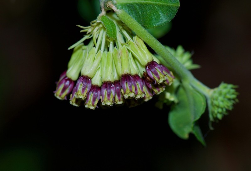 Green Comet Milkweed photo 6
