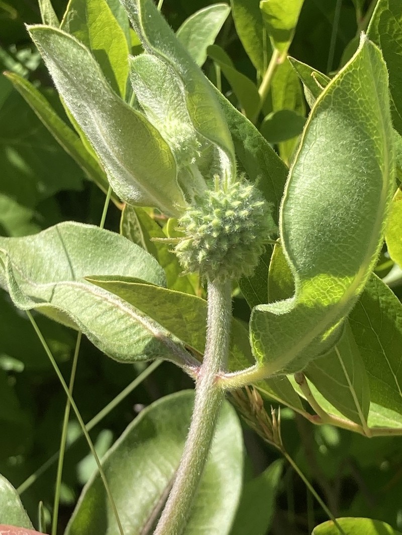 Green Comet Milkweed photo 7