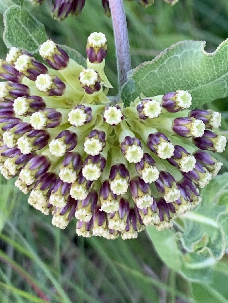 Green Comet Milkweed photo 8