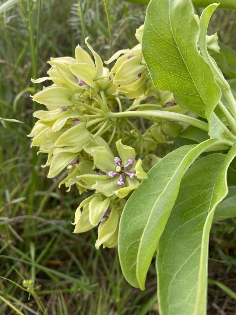 Green Antelopehorn photo 4