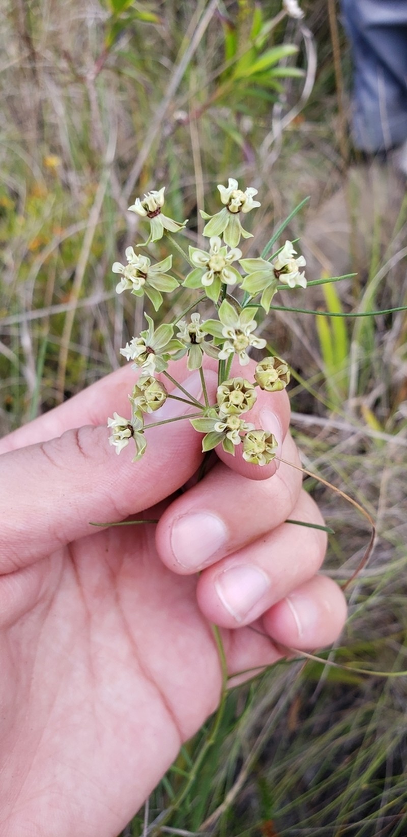Southern Milkweed