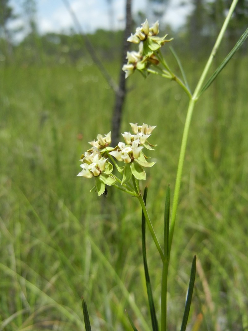 Southern Milkweed photo 2