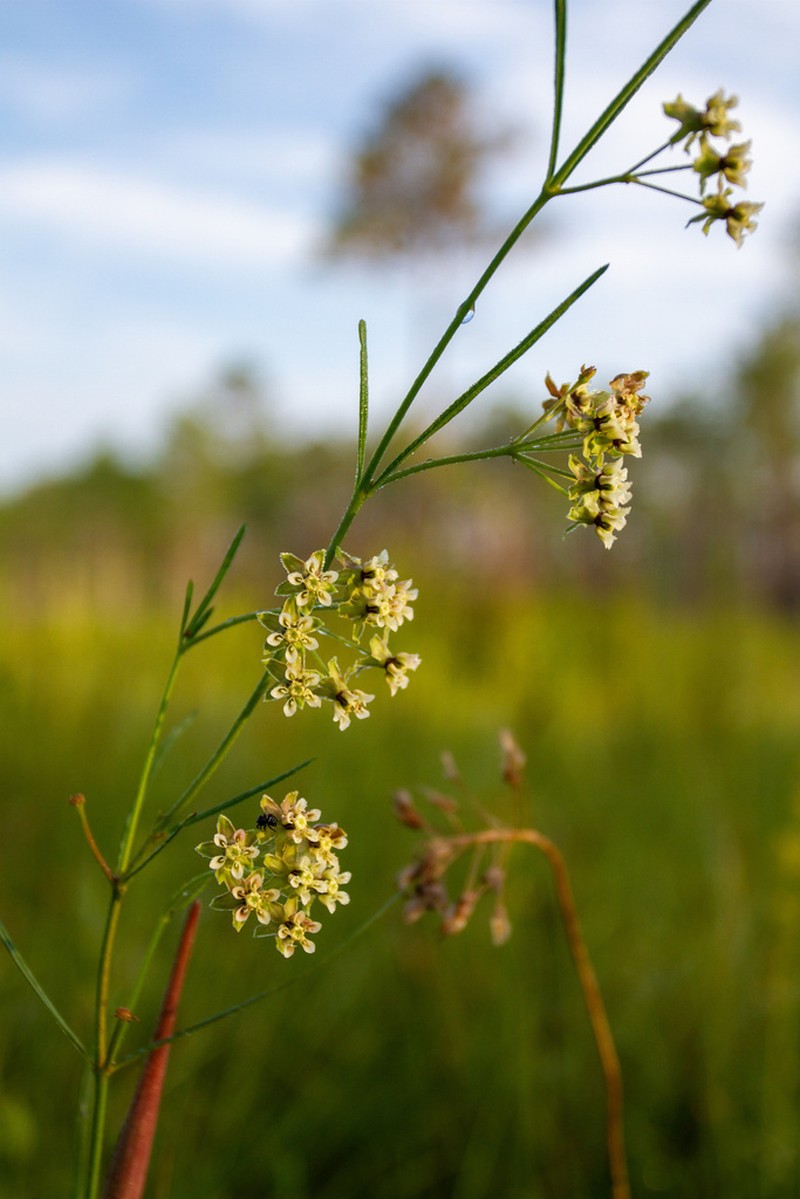 Southern Milkweed photo 3