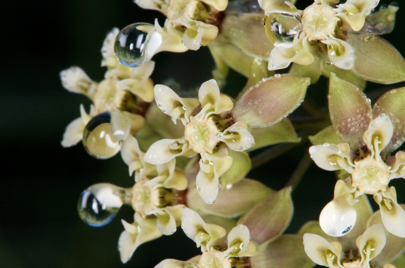 Southern Milkweed photo 4
