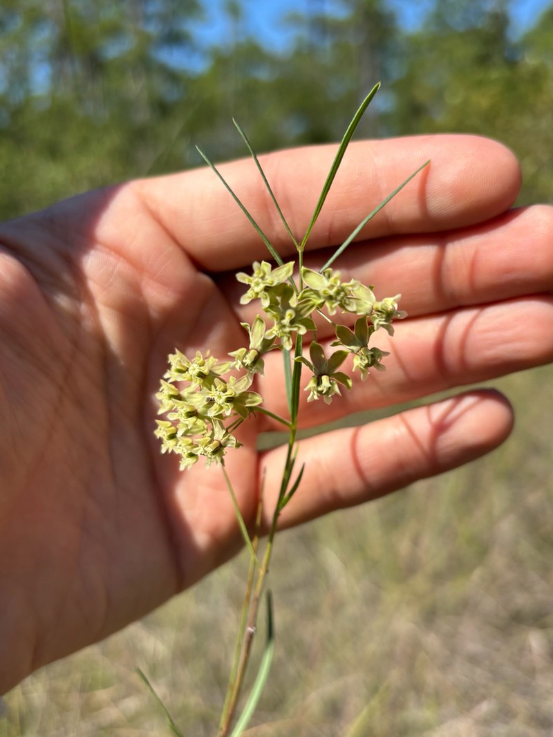 Southern Milkweed photo 5