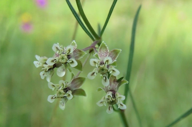 Southern Milkweed photo 6